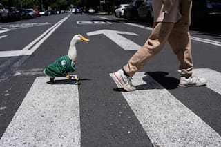 Conocé a Merlin, el pato habitual de las calles de Ciudad de México, ahora mascota del Mundial