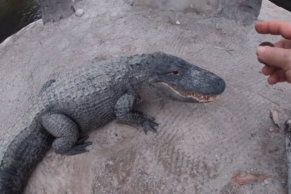 Conoce a The Gator Crusader, el hombre que logró que un caimán responda a las órdenes poniendo voz de Macho Man