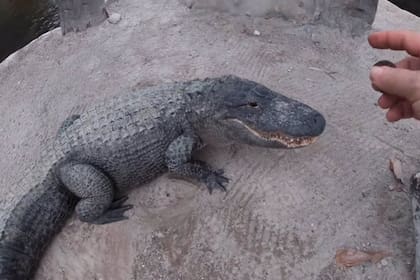 Conoce a The Gator Crusader, el hombre que logró que un caimán responda a las órdenes poniendo voz de Macho Man