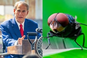 Alerta en Texas: Abbott declara emergencia por el gusano barrenador