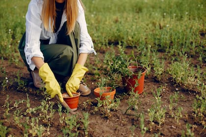 Conocé las tres flores para sembrar en septiembre y que darán perfume a tu jardín