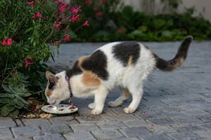 Conocé los pros y los contras de brindarle este alimento a tu gato (imagen ilustrativa)