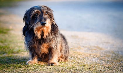 Conocé siete señales de que tu perro está entrando en la vejez
