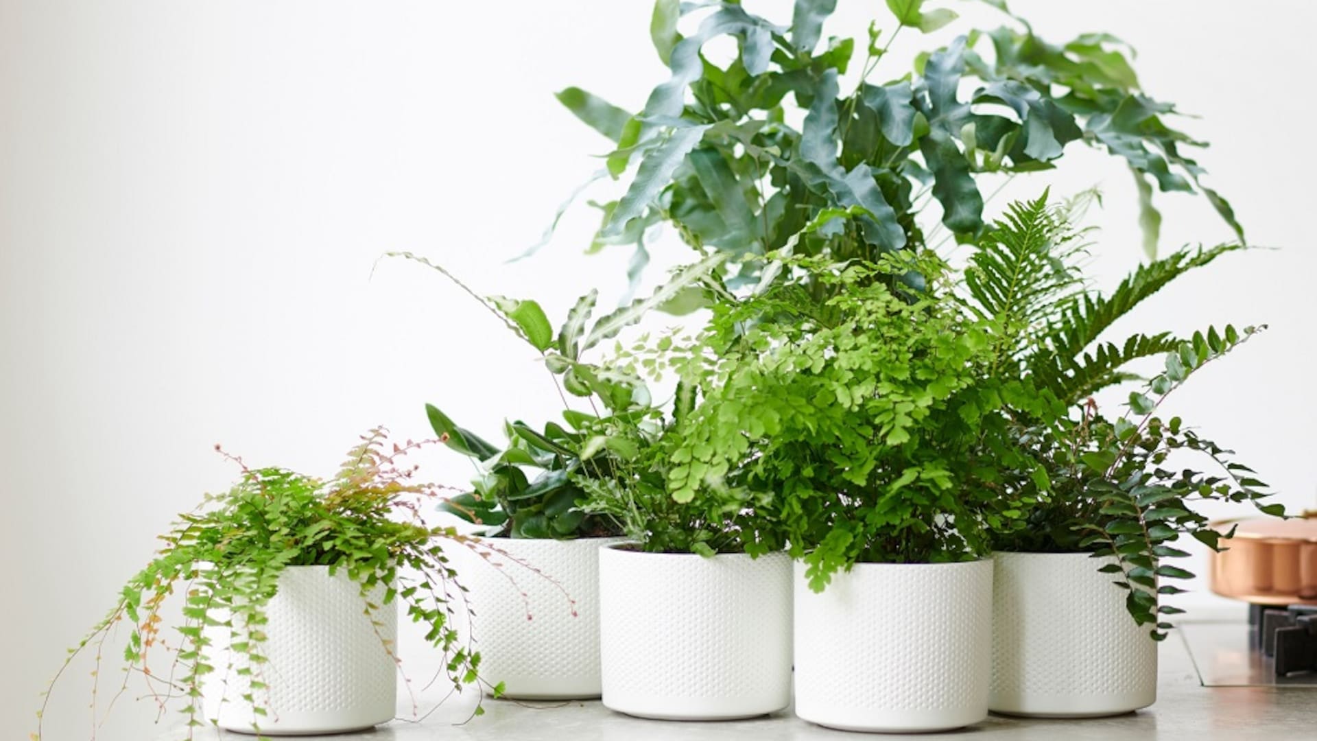 Conocer la cantidad de luz que requiere una planta es la base para que se desarrolle sana