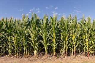Maíz tardío: conocer las enfermedades para priorizar las estrategias de manejo del cereal