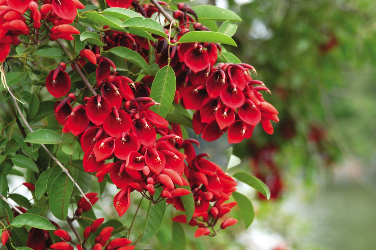 Conocida como ceibo o seibo, Erythrina crista-galli es un árbol nativo que vive espontáneamente en bosques, pajonales y selvas del centro y norte del país, hasta Buenos Aires.