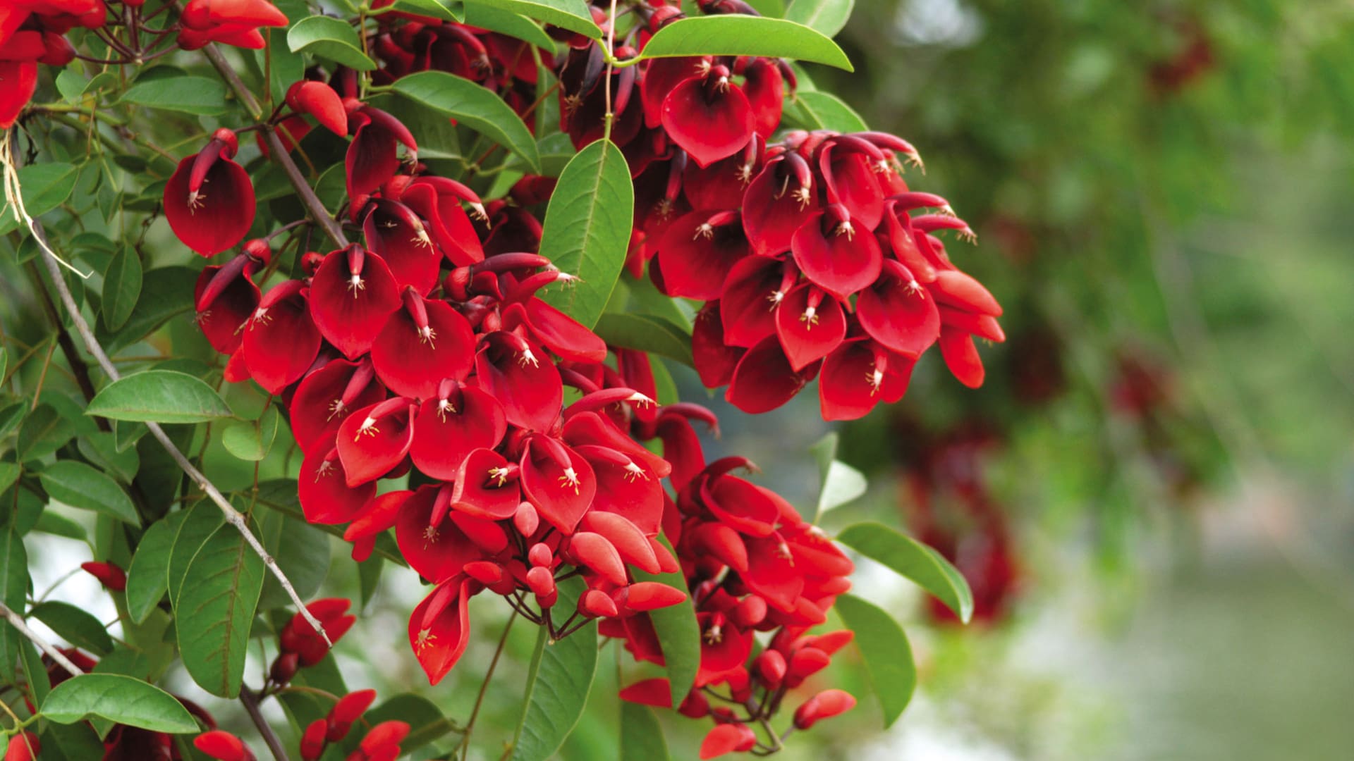 Flor de ceibo