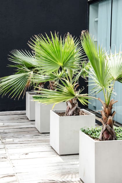 Conocida como palmera californiana, la Washingtonia filifera es majestuosa y muy elegida para jardines y espacios exteriores.