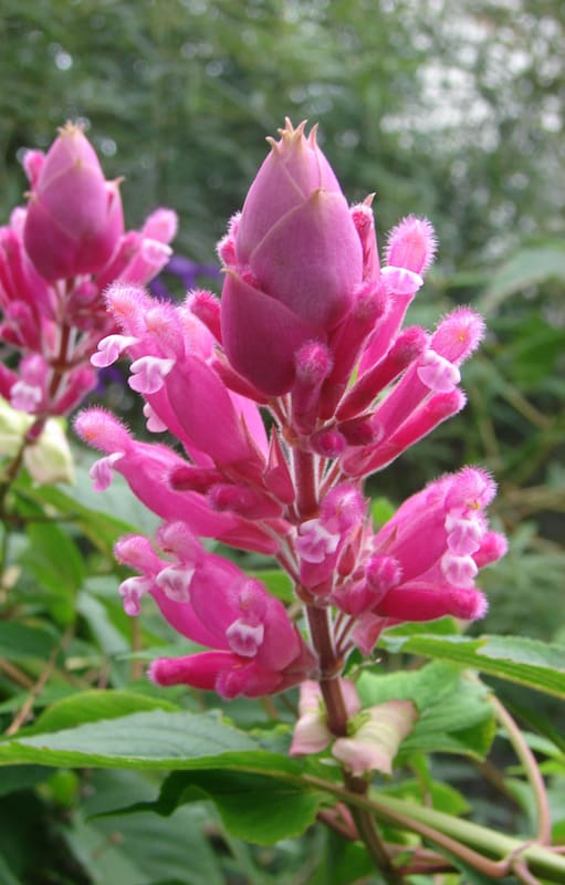 Conocida popularmente como Coral de invierno, la Salvia involucrata es una planta muy visitada por colibríes