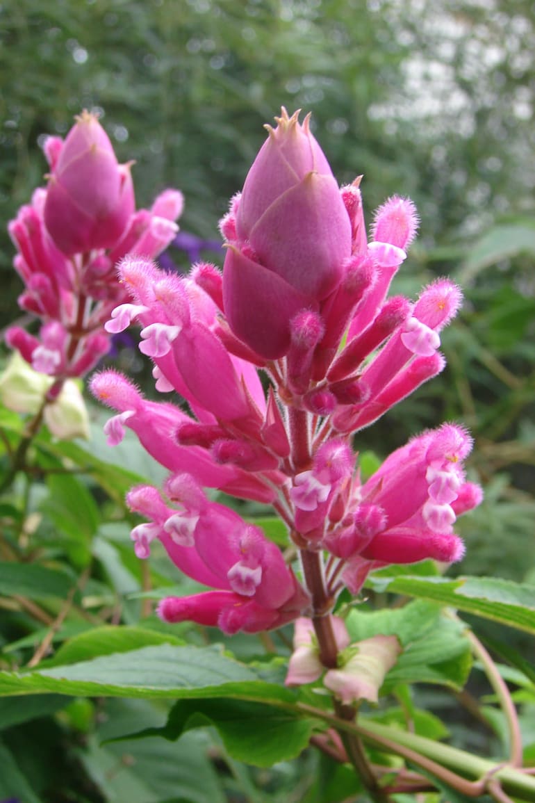 Conocida popularmente como Coral de invierno, la Salvia involucrata es una planta muy visitada por colibríes
