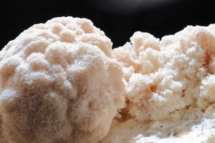 Conocido como Hongo Hericium erinaceus podría tener un efecto positivo en la salud cerebral (Foto: iStock)