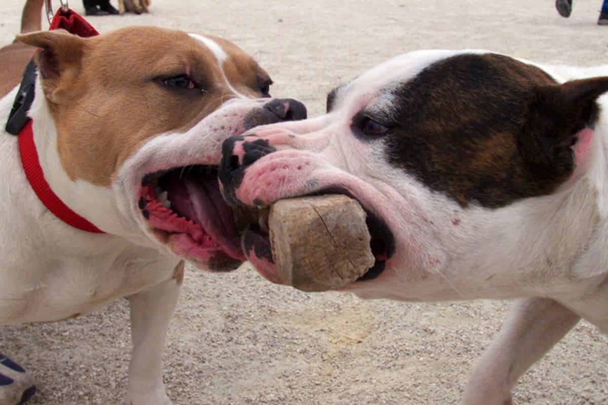 Consejos para perros potencialmente peligrosos