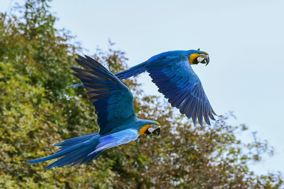 Conservacionistas alemanes y brasileños lograron reinsertar un grupo de parejas de estas aves en su hábitat natural