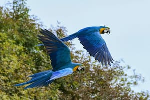 Conservacionistas alemanes y brasileños lograron reinsertar un grupo de parejas de estas aves en su hábitat natural