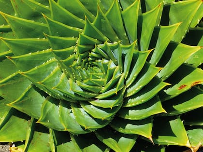 Considerado difícil de cultivar, en África es un delito quitar plantas o semillas de Aloe polyphylla del hábitat natural o comprar plantas a vendedores ambulantes. Las plantas que han sido retiradas de su hábitat generalmente no sobreviven más de unos pocos años.