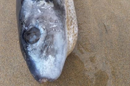 Constance Morris encontró un raro pez en una playa de Reino Unido