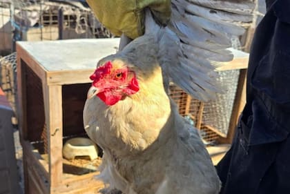 Agentes de la Policía de la Ciudad y el Cuerpo de Investigaciones Judiciales (CIJ) rescataron a más de 20 gatos de raza, un perro, aves y conejos de un criadero ilegal