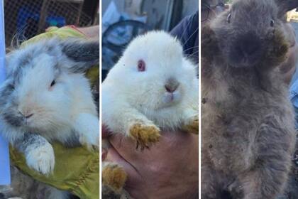 Agentes de la Policía de la Ciudad y el Cuerpo de Investigaciones Judiciales (CIJ) rescataron a más de 20 gatos de raza, un perro, aves y conejos de un criadero ilegal