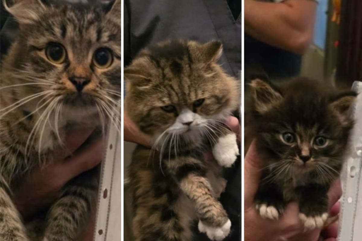 Constitución: clausuran un criadero ilegal de gatos de raza valuado en más de US$ 27000