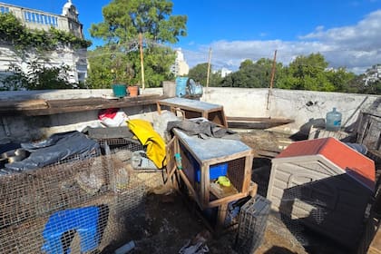 Agentes de la Policía de la Ciudad y el Cuerpo de Investigaciones Judiciales (CIJ) rescataron a más de 20 gatos de raza, un perro, aves y conejos de un criadero ilegal