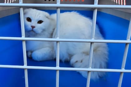 Agentes de la Policía de la Ciudad y el Cuerpo de Investigaciones Judiciales (CIJ) rescataron a más de 20 gatos de raza, un perro, aves y conejos de un criadero ilegal