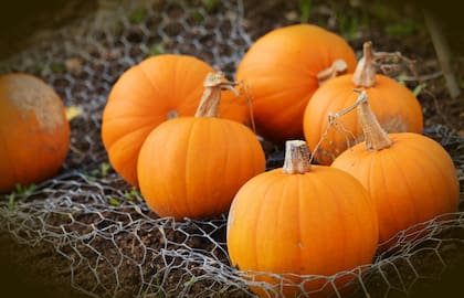 Consumir calabazas ayuda a reducir los niveles de azúcar en sangre (Pexels/Pixabay)