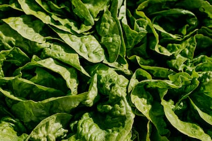 Consumir vegetales de hojas verdes resulta clave para contar con una amplia variedad de nutrientes esenciales