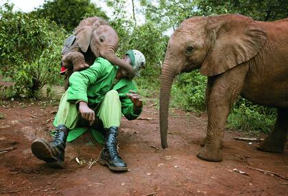Contacto y diversión.En el Parque Nacional de Nairobi, Kenya, un keeper juega con criaturas del orfanato de la David Sheldrick Wildlife Trust