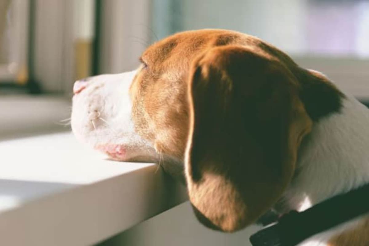 Contar con la compañía de un perro en casa requiere de ciertas responsabilidades que garanticen un cuidado y una vida adecuada para la mascota