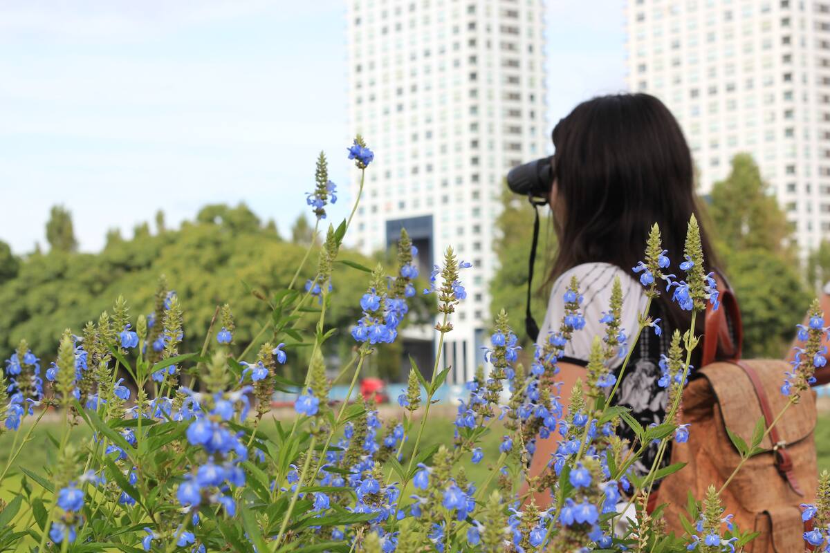 Contemplar pájaros se convirtió en un antídoto contra la hiperconectividad