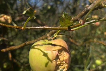 Continúan los relevamientos para tener un panorama de los daños.