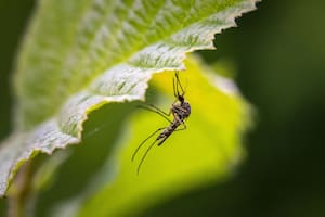 Contó un secreto infalible para evitar las picaduras de mosquitos y se volvió viral