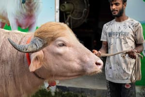 Contra todo pronóstico, el animal que se volvió tendencia en redes sociales podrá seguir con vida