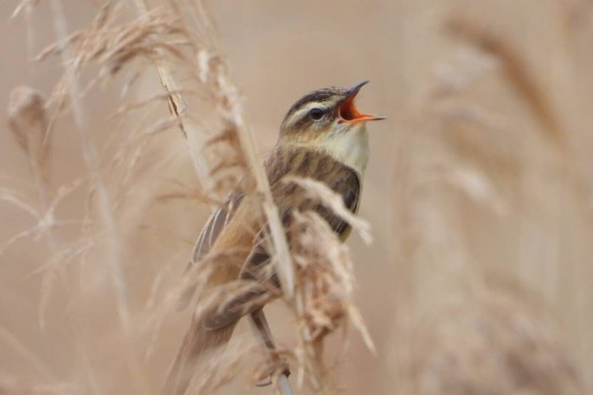 Contrariamente a una teoría de la década de 1970, el tipo de hábitat no afecta la frecuencia del canto, aunque en un hábitat densamente vegetado, como aquí con la curruca común, las altas frecuencias tienden a atenuarse. Crédito: Tomá Albrecht