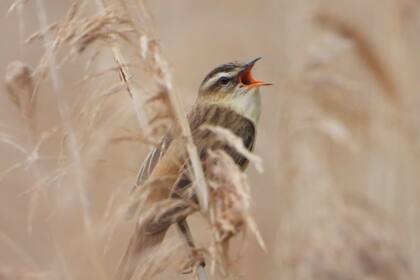Contrariamente a una teoría de la década de 1970, el tipo de hábitat no afecta la frecuencia del canto, aunque en un hábitat densamente vegetado, como aquí con la curruca común, las altas frecuencias tienden a atenuarse. Crédito: Tomá Albrecht