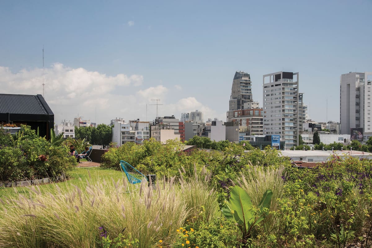 El viento limita el crecimiento de las especies de estilo tropical que están totalmente expuestas.