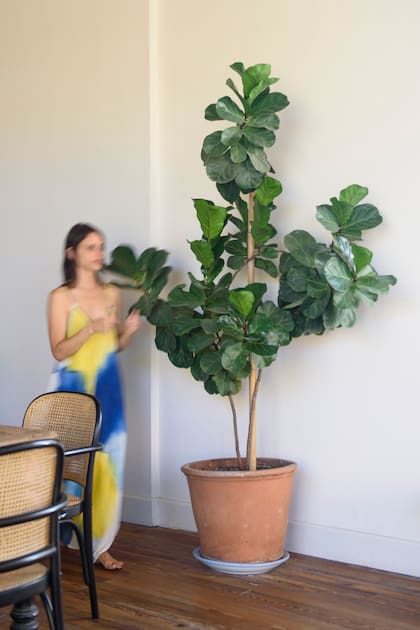 Convertido en uno de los grandes favoritos del diseño de interiores, el ficus pandurata combina un porte imponente con un follaje de fuerte valor ornamental