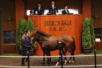 Conviction y su cría, de cinco meses, en el ring de ventas de Select Sale, en Japón; el potrillo fue el precio más elevado de los 450 productos subastados.