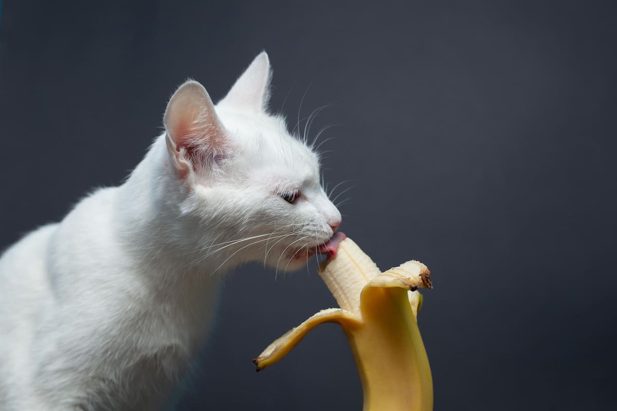 Conviene cortar la fruta en pequeños trozos ya pelados y sin semillas para evitar que los gatos puedan atragantarse
