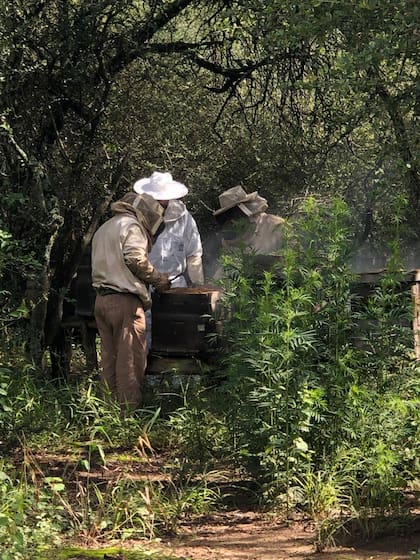 Coopsol trabaja con unos 250 campesinos de los bosques del Gran Chaco Americano; hay grupos productivos en Chaco.