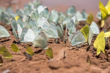Mariposas en PN Copo
