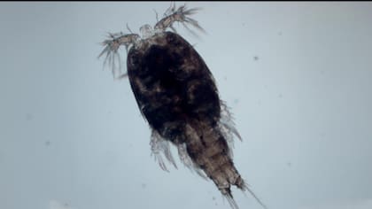 Copepod (Pseudotachidius sp.) forma parte de un grupo de crustáceos fundamentales en los ecosistemas de las profundidades marinas