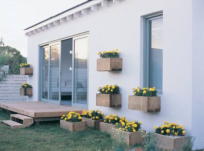 Sobre la pared de la casa, cajones de madera, exultantes de copetes: flores amarillas de verano, muy características del rancho.