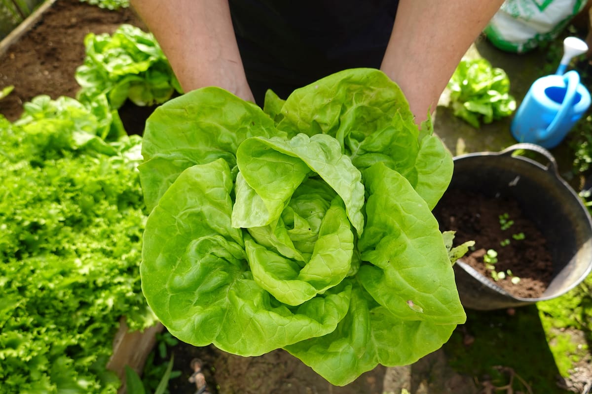 Copilot said:
La lechuga genéticamente modificada puede producir mioglobina, una proteína animal clave para elaborar sustitutos de carne