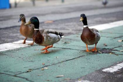 Ante la ausencia de humanos, los animales recuperan sus espacios.