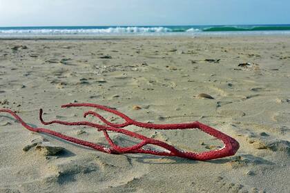 Coral sobre la playa