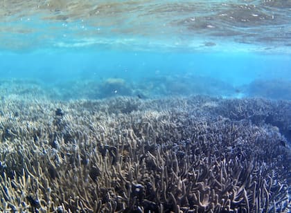 Corales pálidos en las Maldivas, en el Oceáno Índico