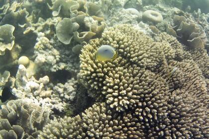Corales pálidos en las Maldivas, en el Oceáno Índico