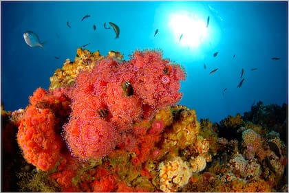 Corales y peces en los arrecifes del parque nacional Archipiélago de Juan Fernández