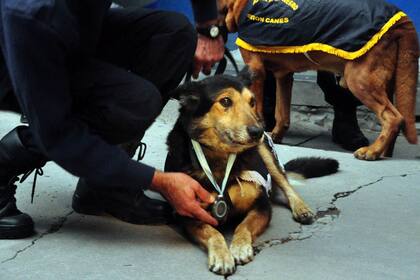 Corbata se retiró a los 13 años y pudo volver con su adiestrador y gran compañero
